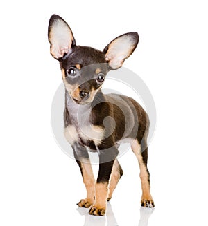 Toy Terrier looking at camera.