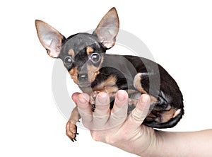 Toy Terrier in a mans hand