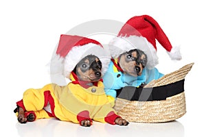 Toy terrier puppies in Christmas hats