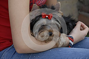 Toy terrier puppy photo