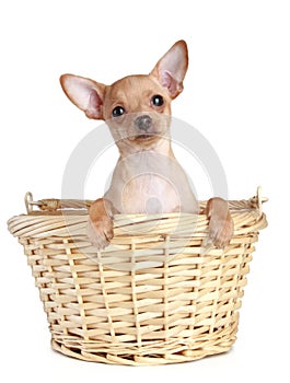Toy Terrier puppy in basket on a white