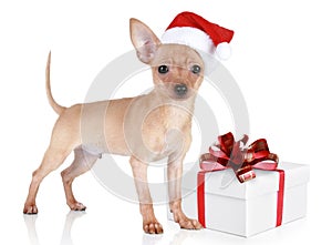 Toy terrier puppy in christmas hat with gift