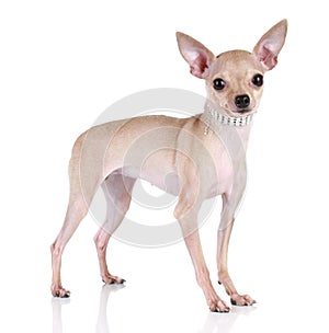 Toy terrier puppy on a white background