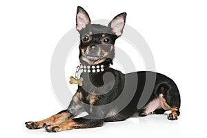 Toy terrier puppy on a white background