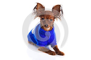 Toy terrier. Russian toy terrier on a white background. Funny li