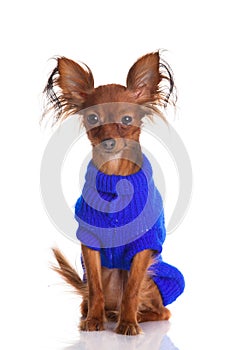 Toy terrier. Russian toy terrier on a white background. Funny li