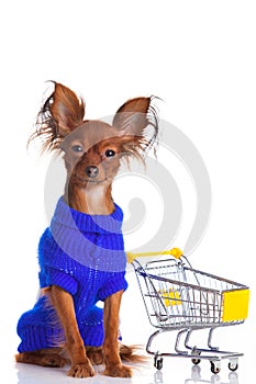 Toy Terrier with shopping cart on white. Funny little d
