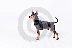 Toy terrier on white background