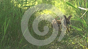 Toy terriers runs over grass in slow motion.