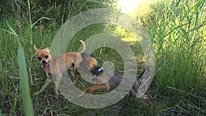 Toy terriers runs over grass in slow motion.