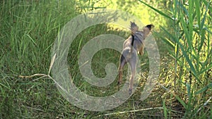 Toy Terriers runs over grass in slow motion.