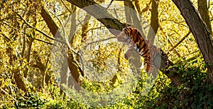 Toy tiger hanging on a tree in the forest