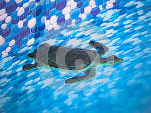 Toy turtle floating on the surface of the water in a pool,