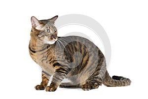 Toyger breed cat