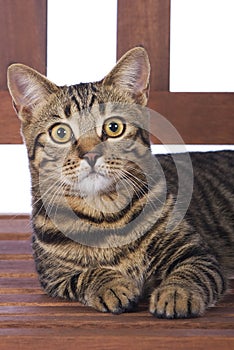 Toyger Cat on bench