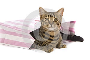 Toyger Cat in party bag