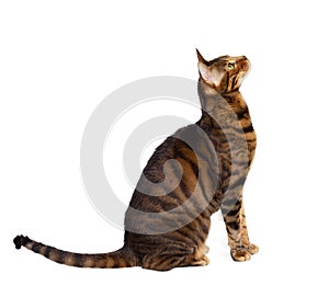 Toyger cat sits in profile and looks up