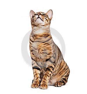 Toyger cat sitting and looking up with interest