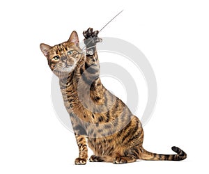Toyger cat sitting and playing with a string