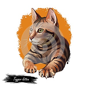 Toyger kitten breed of domestic cat isolated on white. Domestic shorthaired tabbies, toy tiger. Digital art illustration of pussy
