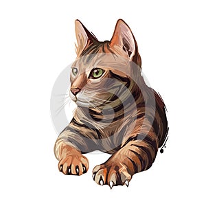 Toyger kitten breed of domestic cat isolated on white. Domestic shorthaired tabbies, toy tiger. Digital art illustration of pussy