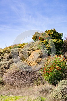 Toyon Heteromeles shrubs full of red berries, Coyote Hills Regional Park, Fremont, east San Francisco bay, California