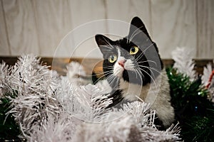 Toys on the Christmas tree for the new year. Christmas toys and a black cat. New year.