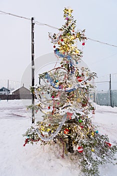 Toys on the New Year's street tree.