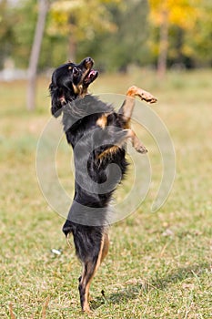 Toyterrier black dog stands on the grass in summer