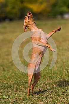 Toyterrier dog stands on its hind legs in a clearing on the grass in summer