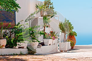 TPlants and flowers on terrace of Thira town on Santorini island
