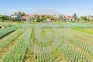 Tra Que village, Hoi An, Vietnam