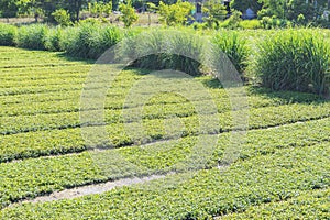 Tra Que village, Quang Nam province, Vietnam