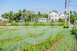 Tra Que village, Quang Nam province, Vietnam photo