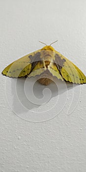 Trabala vishnou, the rose-myrtle lappet moth India