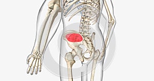 Trabecular or spongy bone is found in the center of the bone