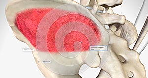 Trabecular or spongy bone is found in the center of the bone