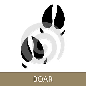 Trace of Animal Boar