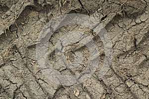 Trace caterpillars on dried mud background