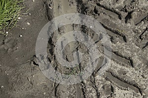 Trace of a dog in mud