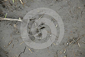 Trace of a dog in mud
