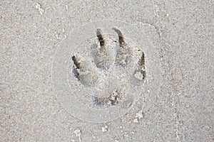 Trace dog paws in the sand.