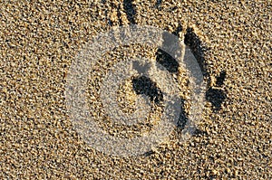 Trace of a dog on sand