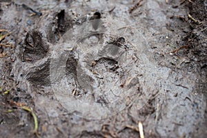 Trace of a dog