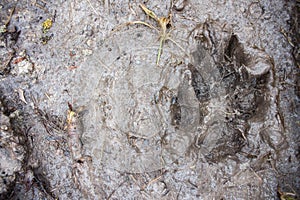 Trace of a dog