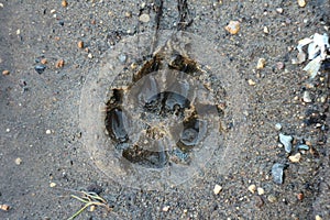 Trace the dog in the wet sand. The imprint of the wolf paw on the raw ground