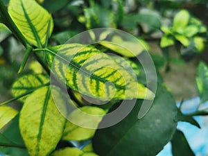 Trace element deficiency on lime leaves