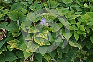 Trace element deficiency on winged bean leaves