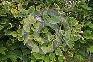 Trace element deficiency on winged bean leaves