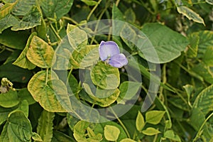 Trace element deficiency on winged bean leaves